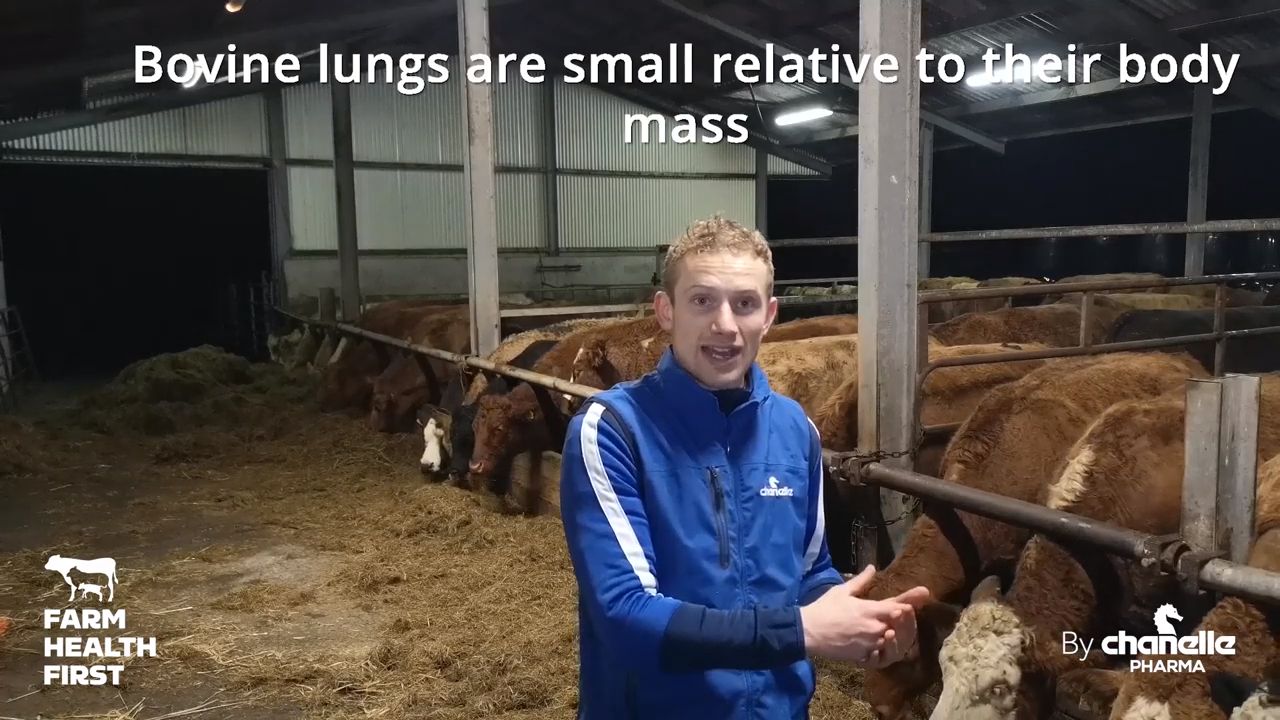Cattle Coughing in Sheds PostHousing Weekly View Farm Health First
